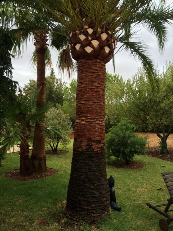 Jardi De Papallones Pollença Εξωτερικό φωτογραφία