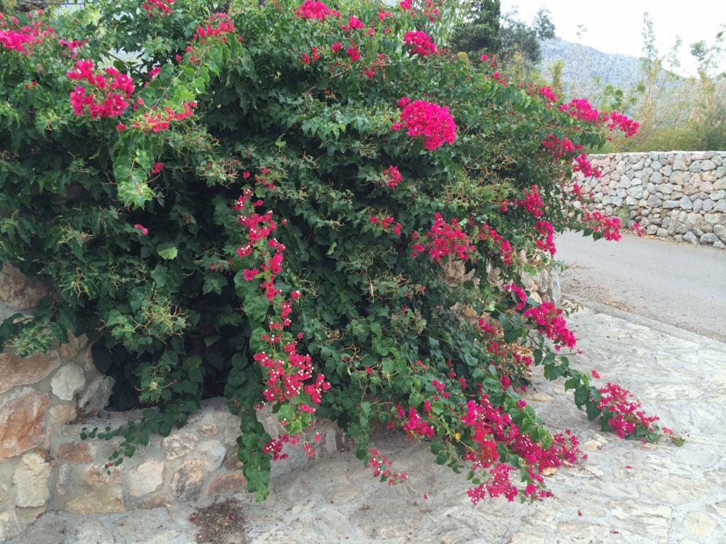 Jardi De Papallones Pollença Εξωτερικό φωτογραφία